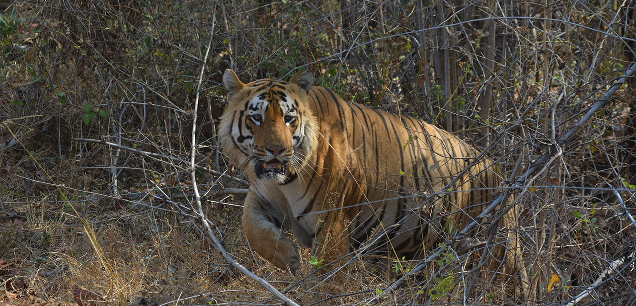 Chota Matka Tiger