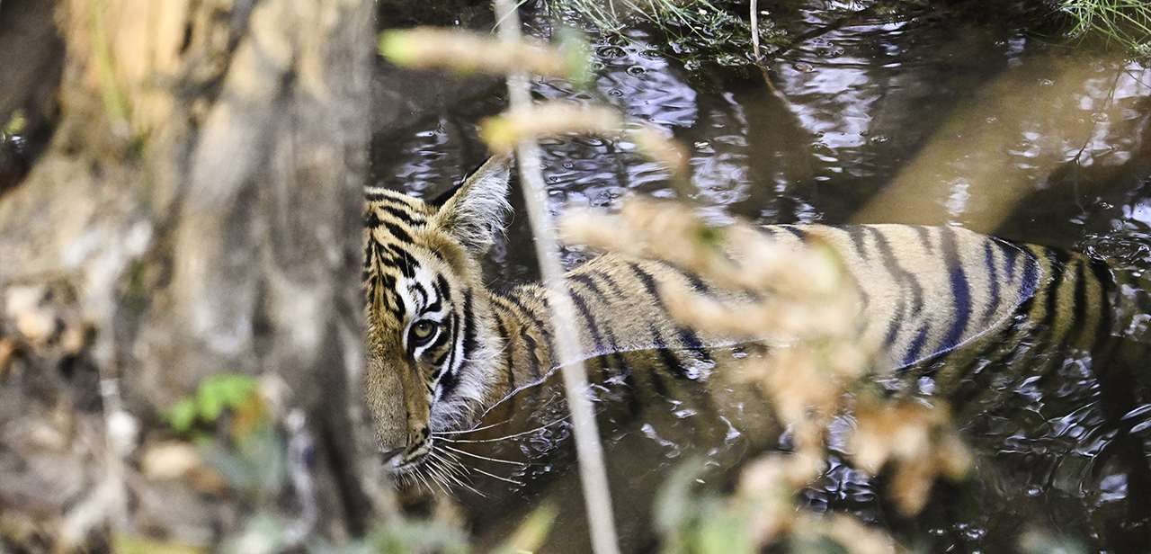 Cubs Tiger