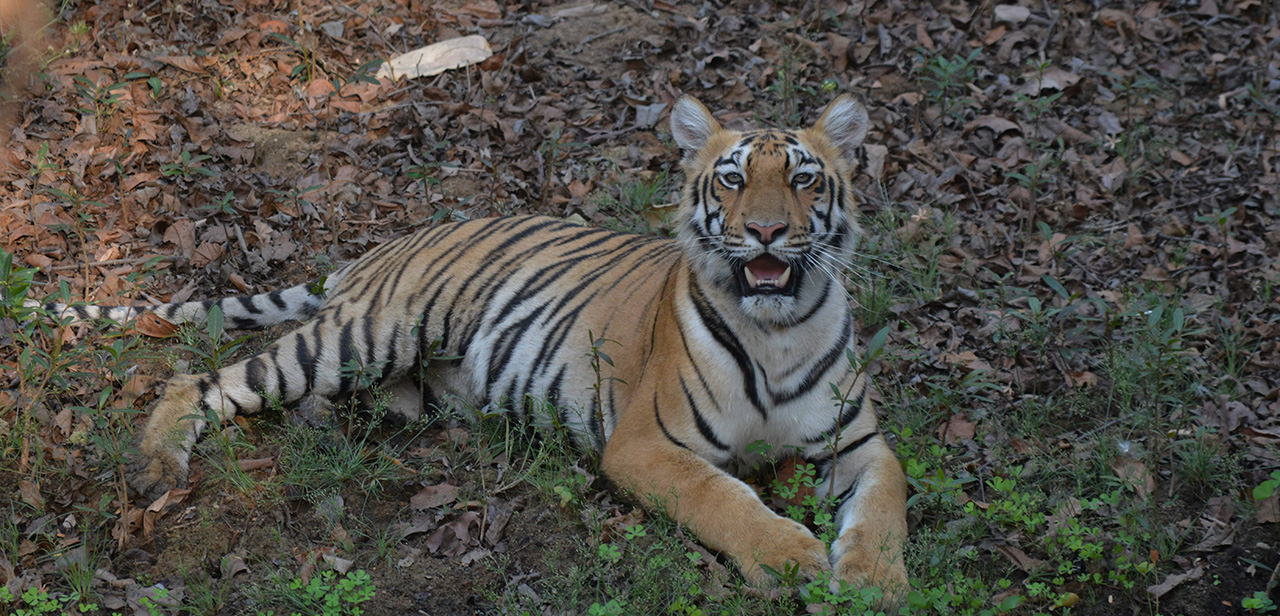 Cubs Tiger